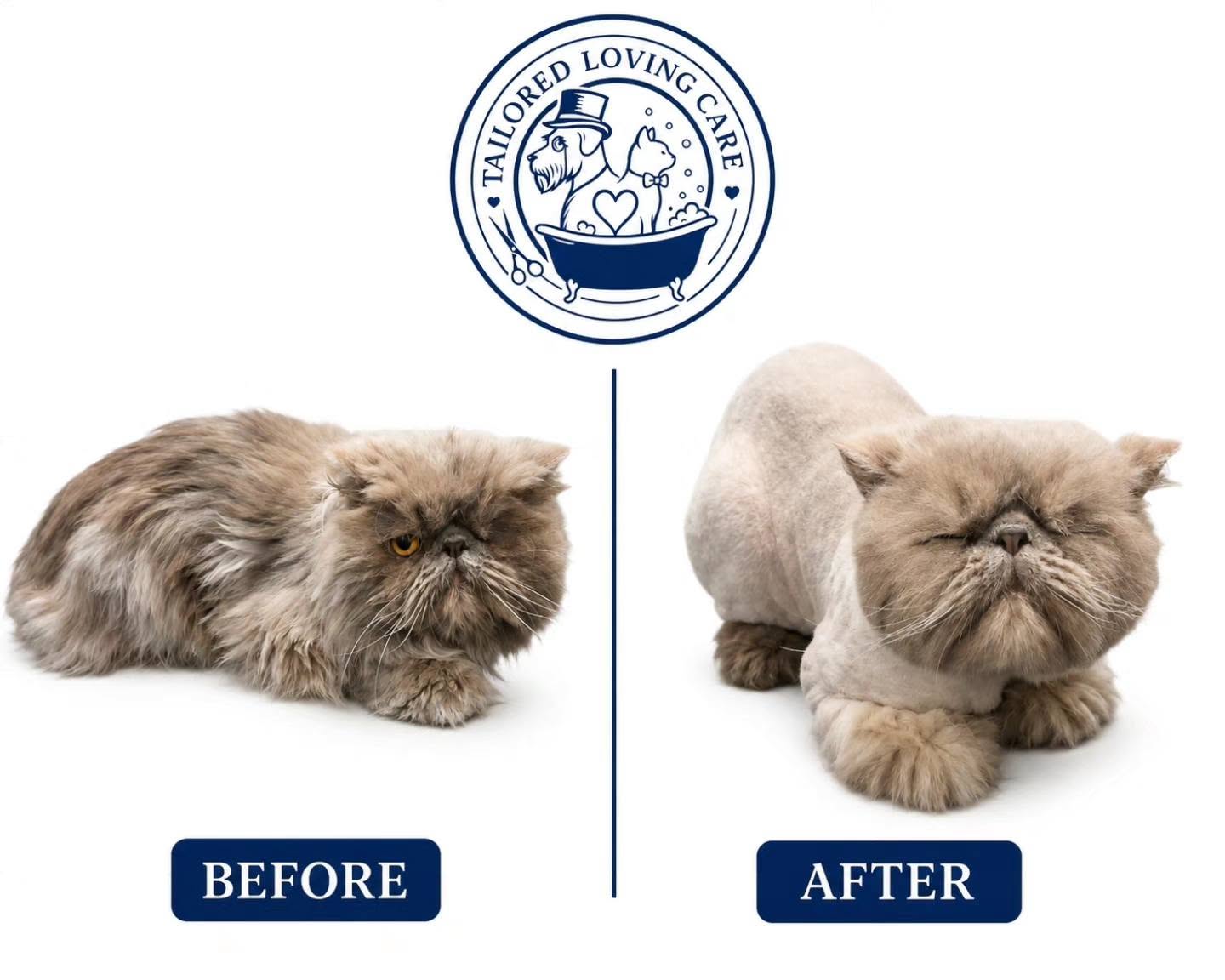 A real cat grooming client at Tailored Loving Care