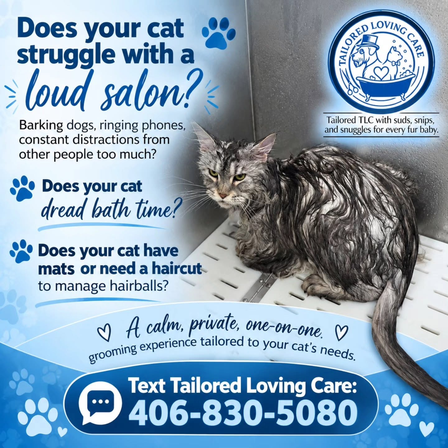 Cat grooming at Tailored Loving Care